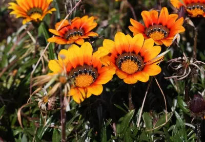 Gazania Invasion: The $5 Billion Weed Crisis Plaguing Australian Farms