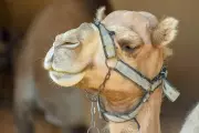 Australian Camels Hold Key to Revolutionary Brain Disorder Treatments: Alzheimer's Breakthrough