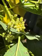 Avocado Pollination Secrets: How to Grow Fruit-Bearing Trees in WA