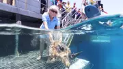 Cairns Turtle Dennis Returns to Moore Reef After Rehabilitation