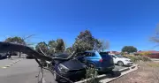 Canberra Homeowners Battle Government Over Tree Damage Insurance Claims