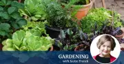 Create Your Perfect Potted Kitchen Garden in 5 Easy Steps