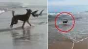 Dingo Snatches Shark From K'gari Surf in Rare Queensland Sighting