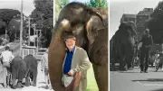 End of an Era: Perth Zoo's Last Elephant Putra Mas Departs After 127 Years of Pachyderm Presence