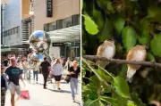 Feathered Fiasco: Adelaide's $150,000 Bird Roosting Solution Takes Flight