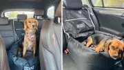 Game-Changer Dog Car Seat Solves Aussie Pet Travel Woes