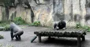 Gorilla Warfare at Taronga Zoo in New TV Episode