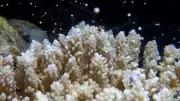 Historic Breakthrough: Planted Coral Spawns for First Time on Great Barrier Reef