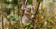 Koalas Beat Black Summer Fires: Snore-Like Bellows Reveal Population Boom