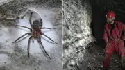 Massive Spider Web Discovery Stretches Across Albania and Greece, Home to Over 110,000 Arachnids
