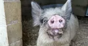 Meet Dumpling: Rutherford RSPCA's Charming Pig Seeking a Forever Home