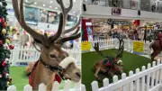 NSW Shopping Centre Cancels Reindeer Display After Public Outcry