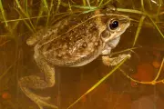 Peppermint Grove's Frog Silence: The Perth Suburb Missing from National Count