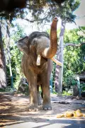Perth Zoo's Last Elephant Departs, Ending 100-Year Era of Pachyderm Exhibits