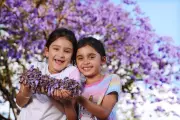 Perth's Purple Paradise: Applecross Jacarandas Paint the City