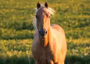 Pregnant Palomino Horse Shot Dead on Queensland Property