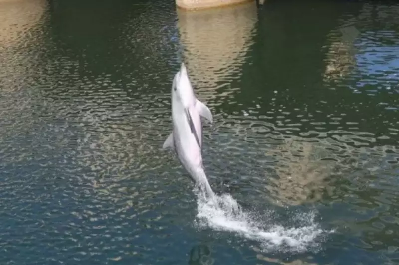 17m Patawalonga Gates Left Open, Threatening Dolphin Hotspot