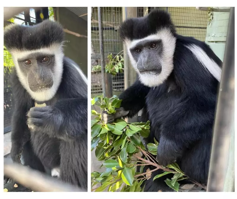 Adelaide Zoo Mourns Nine Animal Losses, Including Beloved Colobus Monkeys