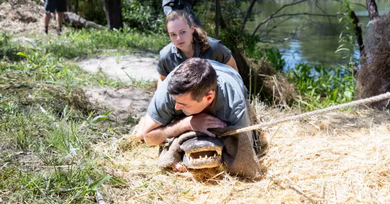 Alligator Egg Raid Season Begins at Australian Reptile Park After Christmas