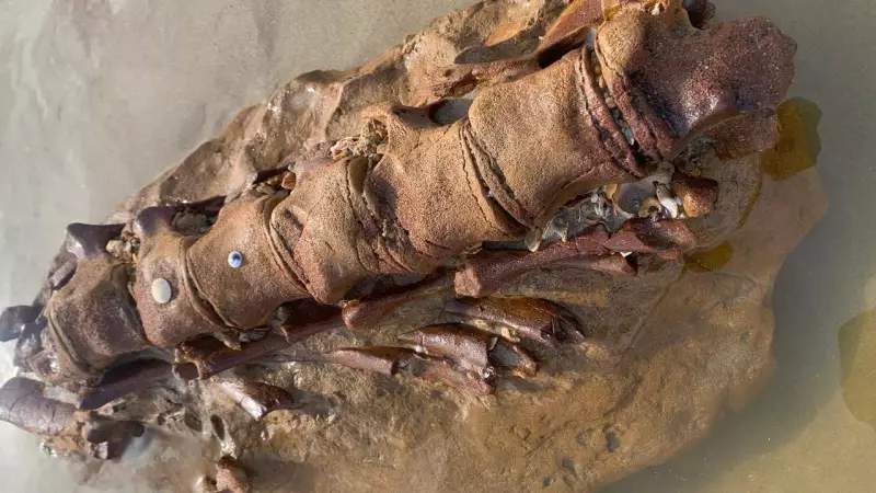 Ancient Whale Fossil Mystery Unearthed on Ocean Grove Beach