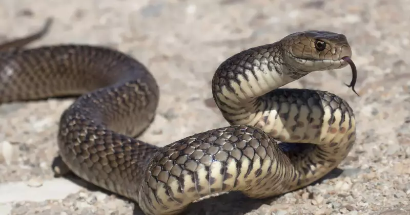 Bumper Season for Deadly Eastern Brown Snakes in Shoalhaven After Hiker Bite