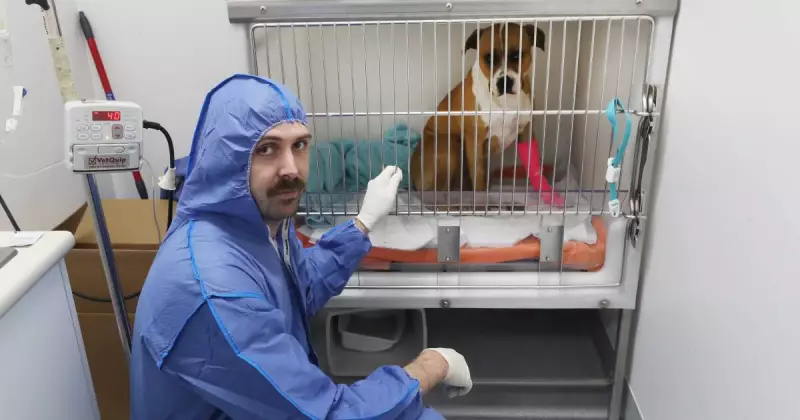 Deadly Parvovirus Outbreak Hits Illawarra: Puppy Dead, Vets Race to Save Dogs