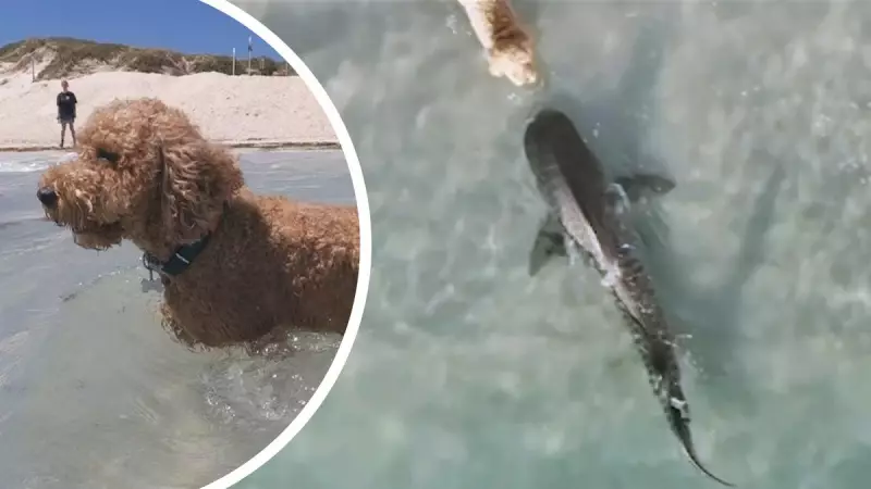 Drone Footage Captures Dog's Close Shark Encounter at Perth's Whitfords Beach