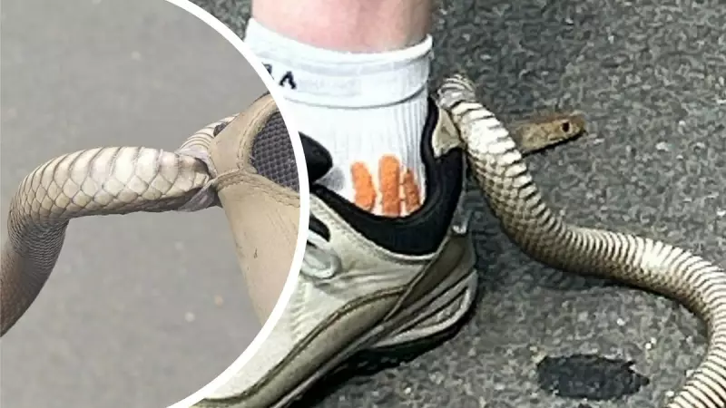 Eastern Brown Snake Tangled in Shoe Loop Stuns Sydney Catcher