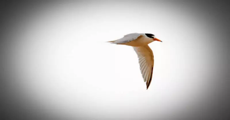 Endangered Little Terns Nest on Blacksmiths Beach, a First for Hunter Region