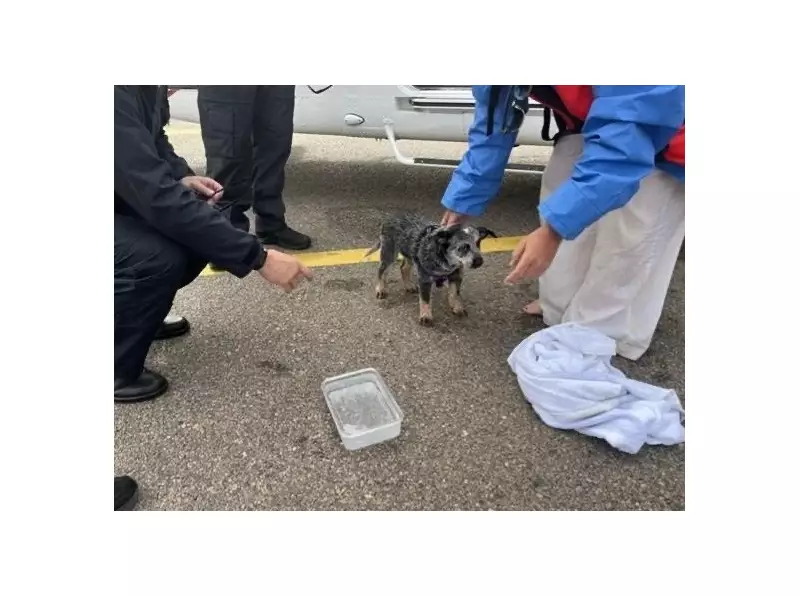 Five People and Puppy Rescued from Sinking Boat off Queensland Coast