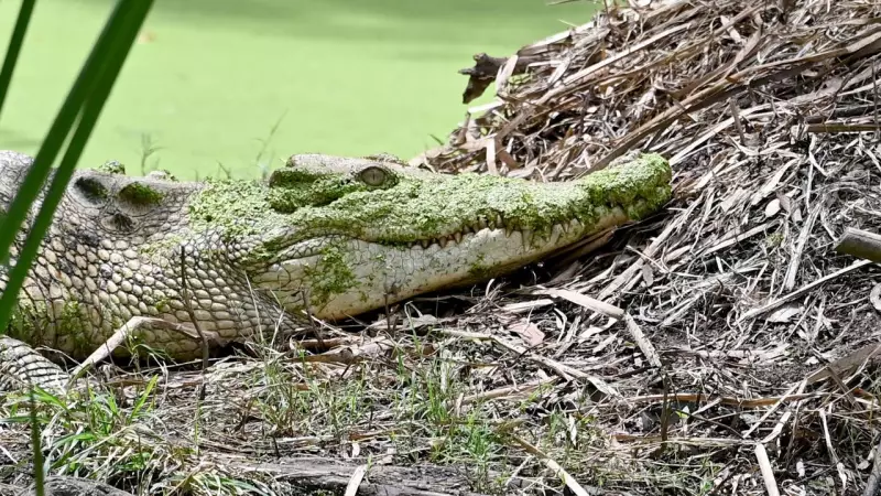 Giant Crocs' Bizarre Bubble Courtship Signals Start of Breeding Season