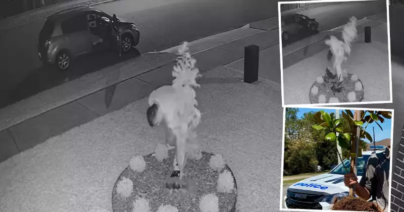 Hunter man fined $330 for night-time magnolia and lavender plant theft