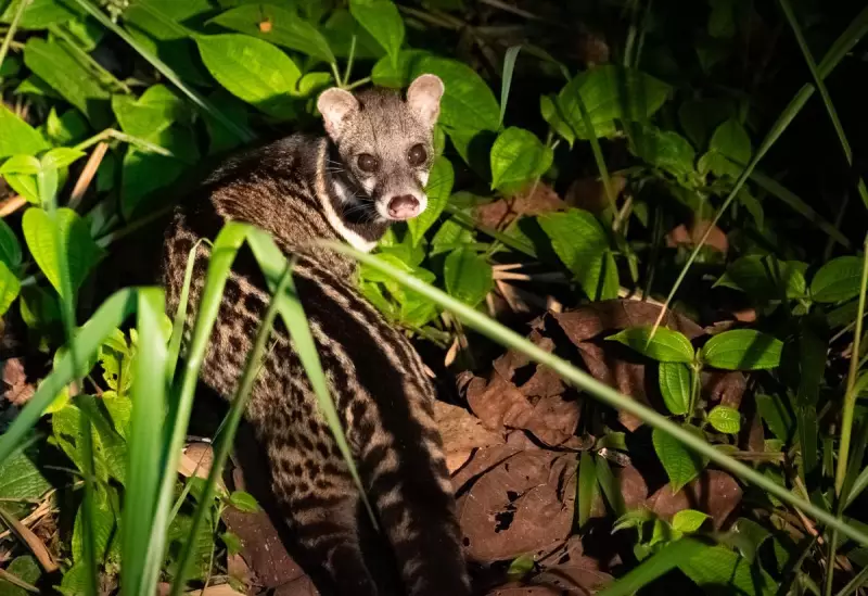 Inside Sabah's INIKEA: A 37-Year Reforestation Success Story Now a Wildlife Safari