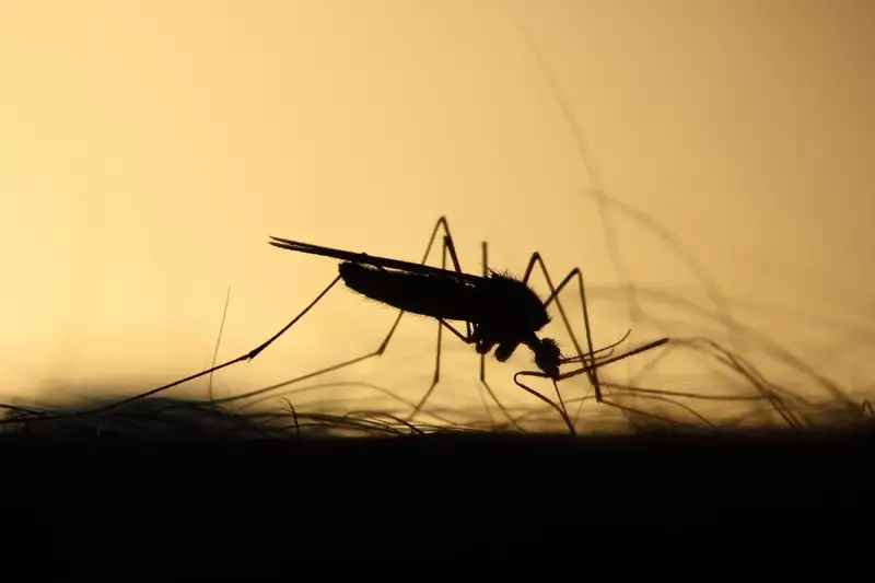 Mandurah Ross River Virus Alert: Hot Weather Spikes Mosquito-Borne Disease Risk