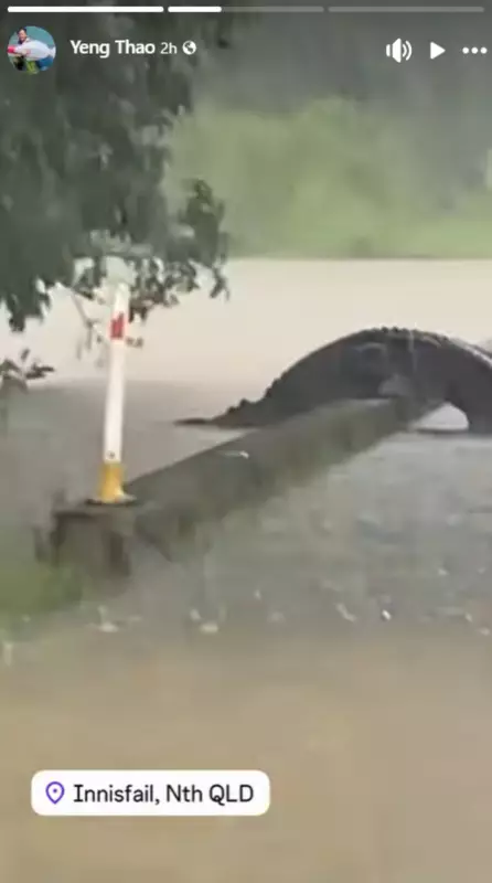 Massive Crocodile Spotted Crossing Bridge in Far North Queensland