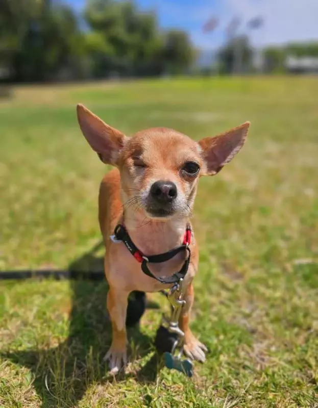 Melbourne man fined $4200 for animal cruelty after Chihuahua Joey suffers fractures, terror