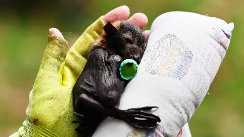 North Queensland Wildlife Trust donates $64,800 to fight animal extinction