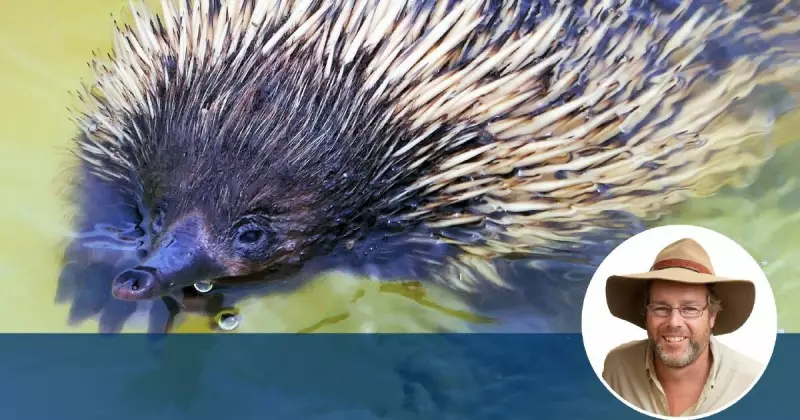 Platypus Steals Show from History Tour at Cooma Cottage