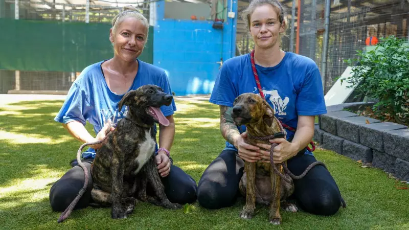 Queensland Shelters Urge Caution Over Christmas Pet Adoptions