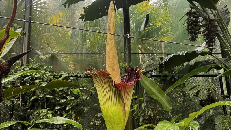 Rare Double Bloom: Two Giant Corpse Flowers Stun Cairns