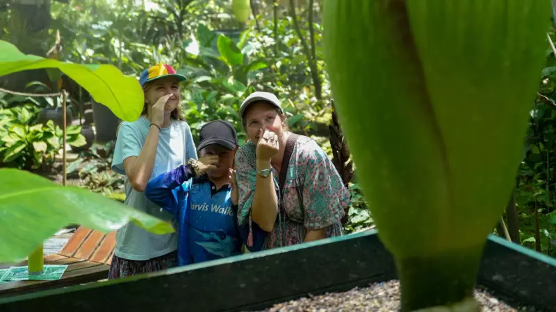 Rare Spectacle: Four Giant Corpse Flowers Set to Bloom in Cairns