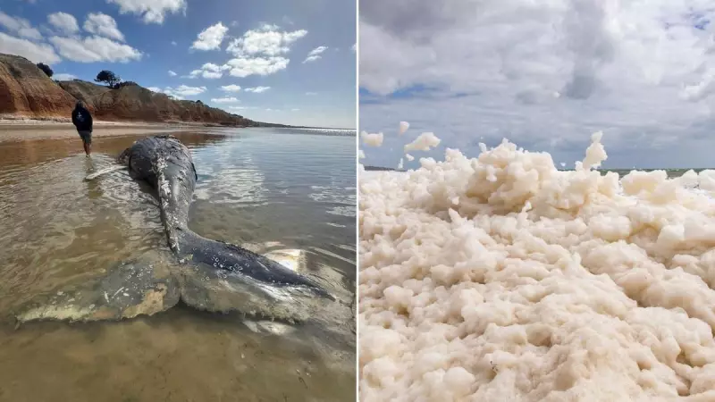 SA's Coastline Clears: Toxic Algae Bloom Recedes, Bringing Holiday Relief