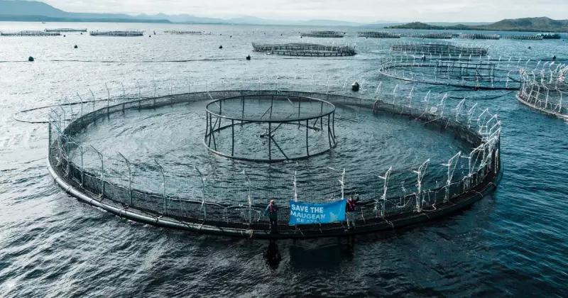 Tasmanian Salmon Crisis: The Environmental Cost of Your Christmas Feast