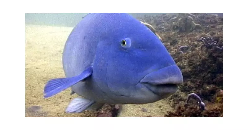 Third Blue Groper Killing Sparks Outrage, Fuels Calls for NSW Marine Sanctuary