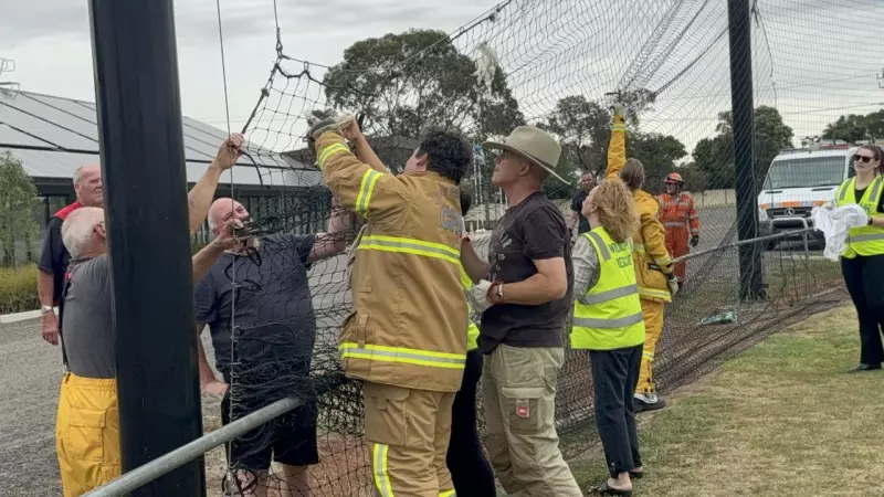 Three Corellas Die in Bannockburn Football Net Tragedy