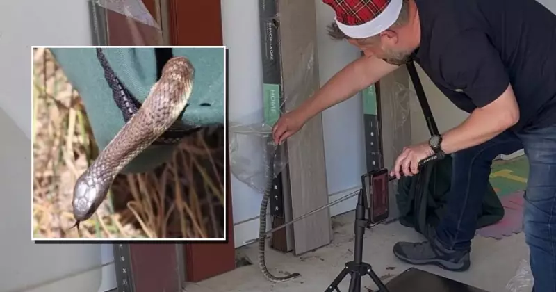 Tiger Snake Found in Canberra Garage on Christmas Eve: A Rare Urban Encounter