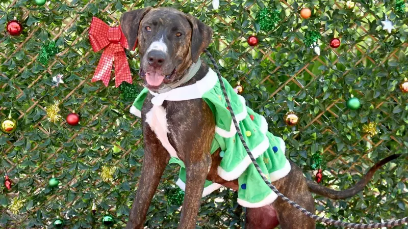 Townsville Shelter Slashes Puppy Adoption Fees to $99 for a Limited Time