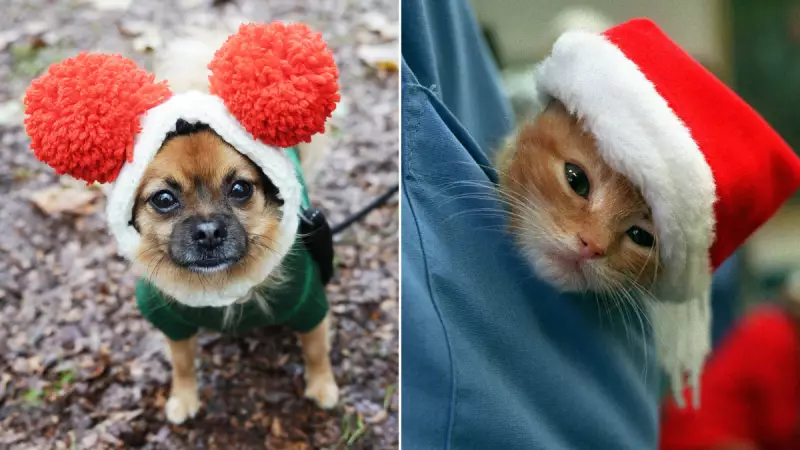 Vet Warns: Christmas Festivities Can Trigger Pet Depression in Australia