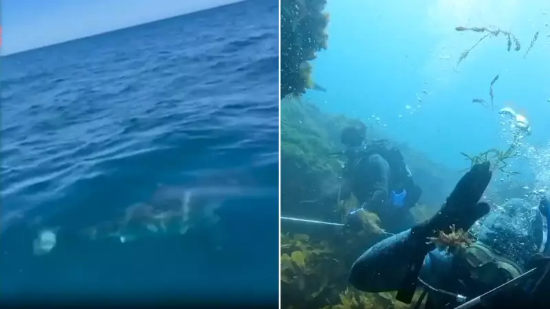 WA Diver Survives Great White Shark Attack Pinned to Ocean Floor