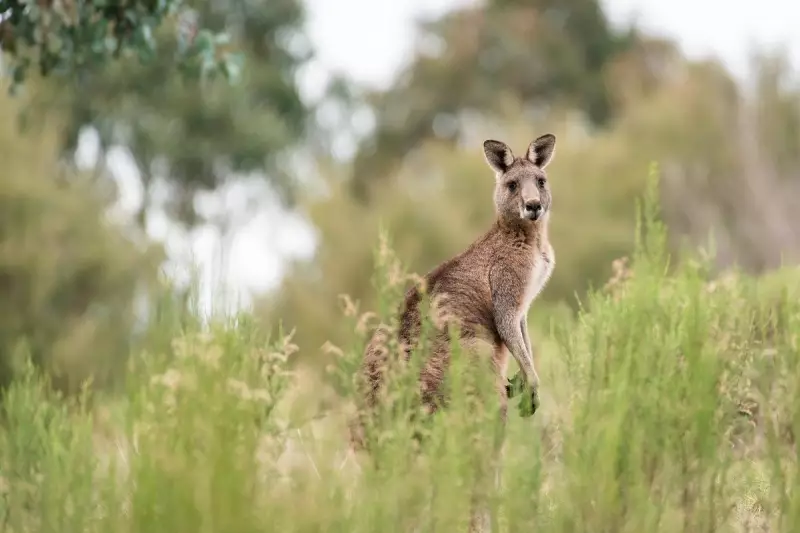 Wanneroo Installs 250 Wildlife Signs to Curb Road Deaths, Protect Species